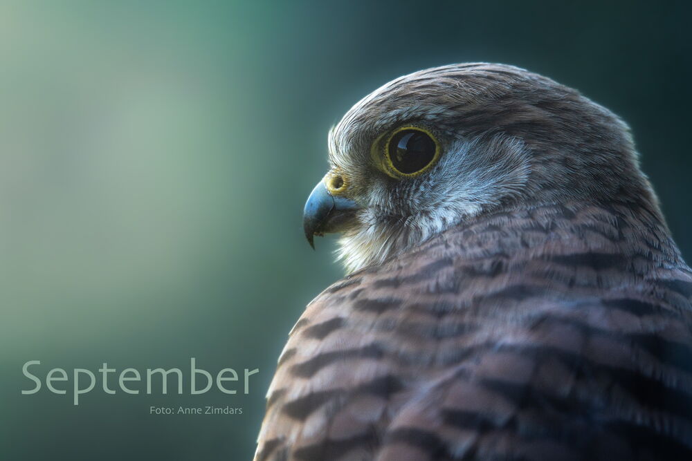Turmfalke