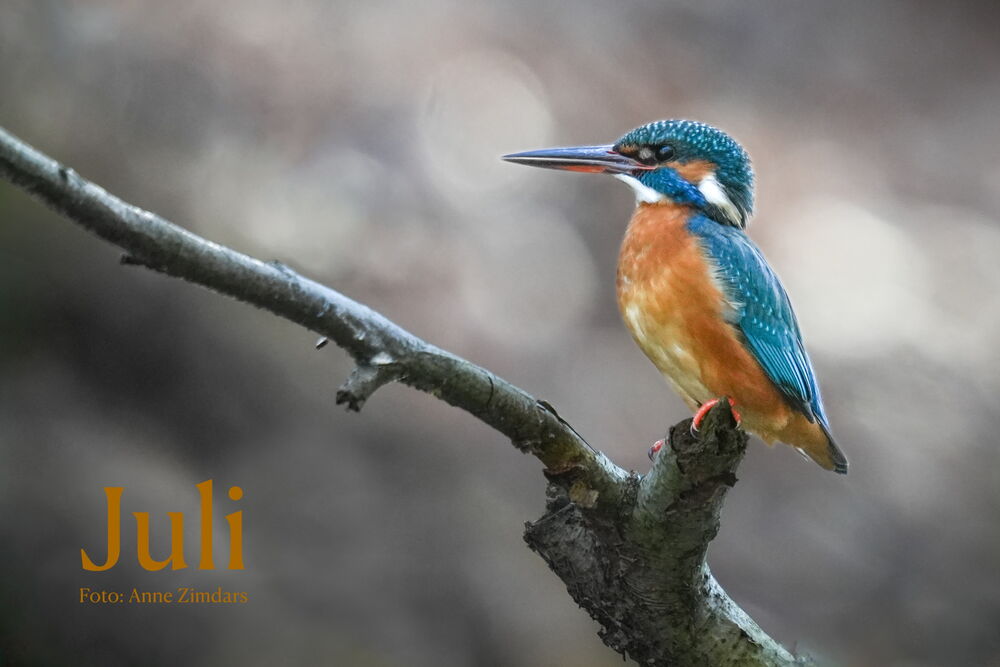 Eisvogel